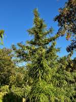 An image of MadMac's Outdoor Haze