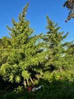 An image of MadMac's Outdoor Haze