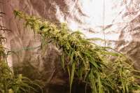 An image of Original Haze