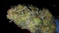 Banana Cream Cake: strain page photo, credit seedfinder.eu, copyright status shown with credit copyright unverified