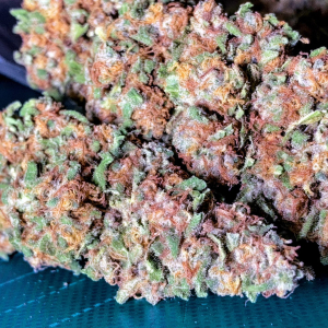 Ma Se Kush archive 1