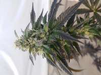 An image of GMO Cookies