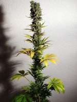 8 Miles High archive 5