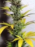 8 Miles High archive 4