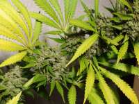 8 Miles High archive 3