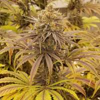 California Dream archive 2