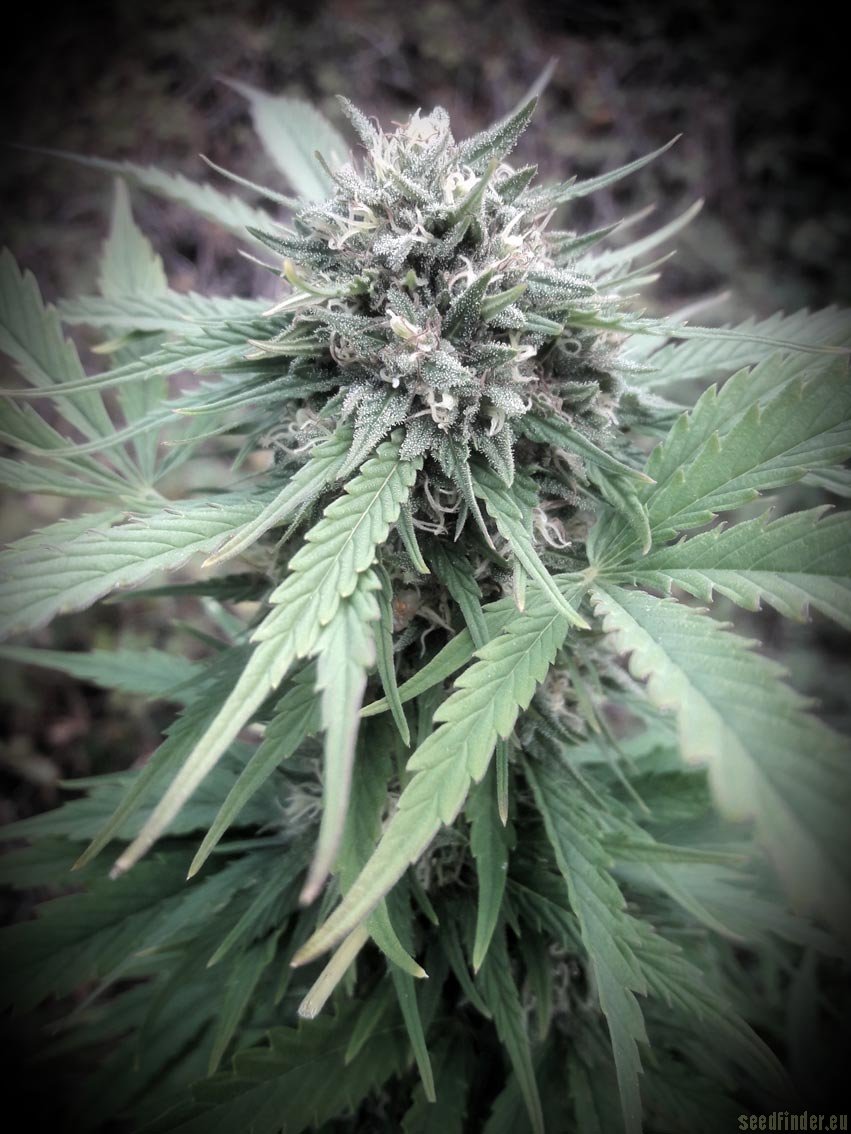 Satori flowering cannabis, as labeled by the cited photo source
