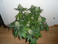 An image of White Satin