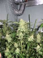 An image of White Satin
