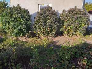 Image #16102641856205927