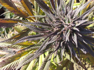 An image of Purple Mandala