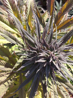 An image of Purple Mandala
