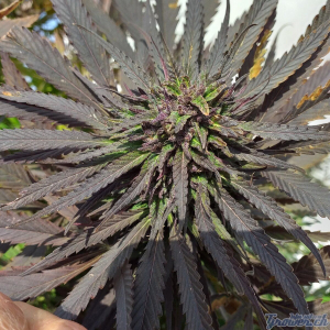 An image of Purple Mandala