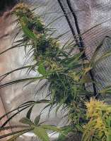 Acapulco Pupil archive 2