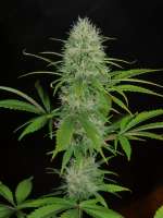 Acapulco Pupil archive 3