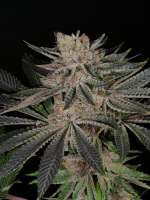 An image of Bubba Pupil