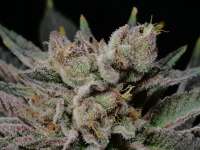 An image of Bubba Pupil