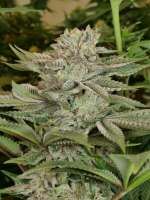An image of Bubba Pupil
