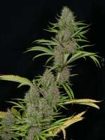 Cambodian Putang archive 3