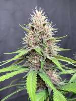 Cambodian Putang archive 1