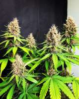 Cambodian Putang archive 2