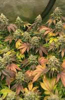 Dandelion Gum archive 1