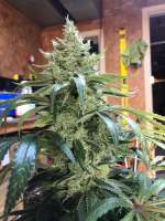 Dandelion Gum V2 archive 2