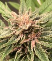 Dandelion Gum V2 archive 1