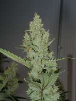 Deadly Kernel archive 3