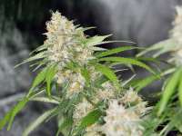 Eastcoasterlamb archive 2