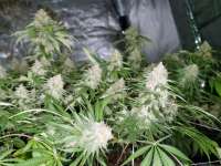 Eastcoasterlamb archive 4