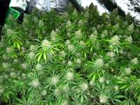 Eastcoasterlamb archive 3