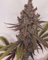 Flounder Breath archive 4