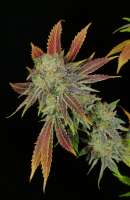 Flounder Breath archive 2