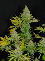 Flounder Breath archive 3