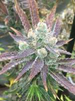 Heavenly Sativa archive 1