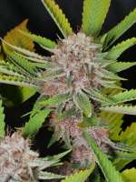 Indigo Child archive 3