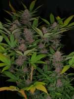 Indigo Child archive 2