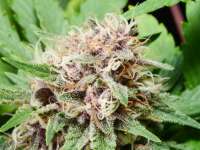 Indigo Child Bx2 archive 1