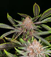 Indigo Grapes archive 2