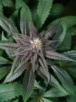 Indigo Pupil archive 2