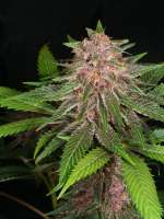 Indigo Pupil archive 3