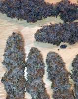 Indigo Pupil archive 4