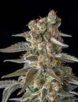 Old Smuggler archive 2