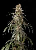 Old Smuggler archive 4