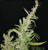 Oldtimer's Pupil archive 2