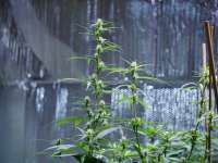 Oldtimer's Pupil archive 1