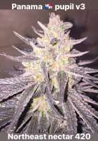 Panama Pupil V3 archive 1