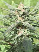 Panama Pupil V3 archive 4