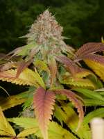 Peaceful Child archive 5